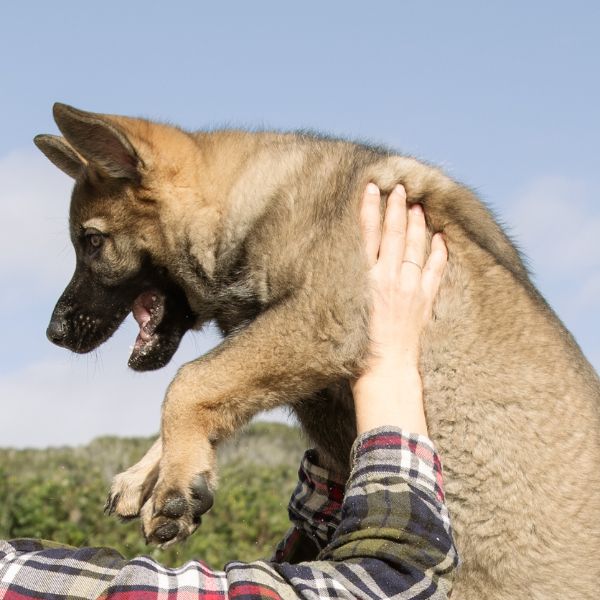 A joyful German Shepherd puppy being lifted by a person wearing a flannel shirt, with blue sky and greenery in the background — capturing a playful, happy moment between dog and owner.