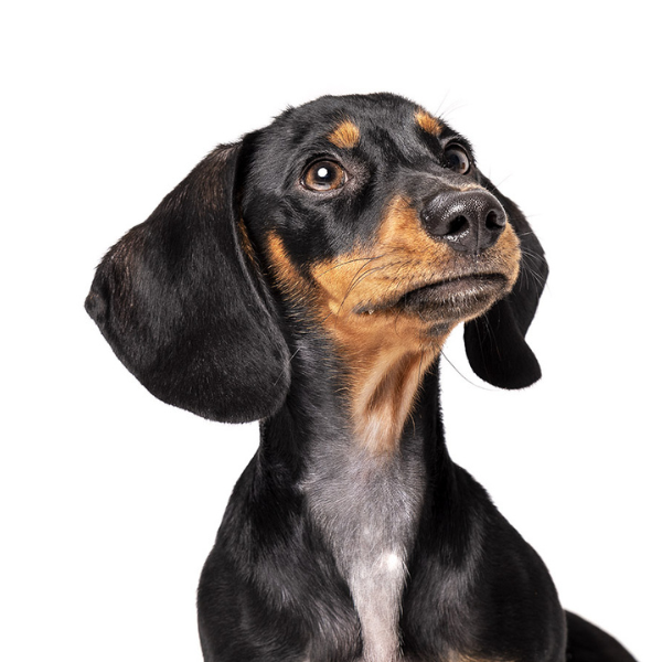 Nutrition That Works for Your Dog and the Planet