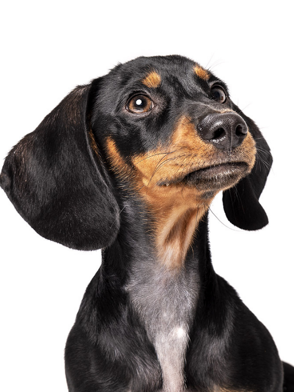 Black and brown dog with a surprised expression on a white background