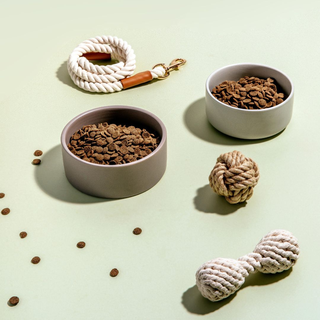 Dog bowls with Feed For Thought dry dog food, a rope toy, and a chew toy on a light green background