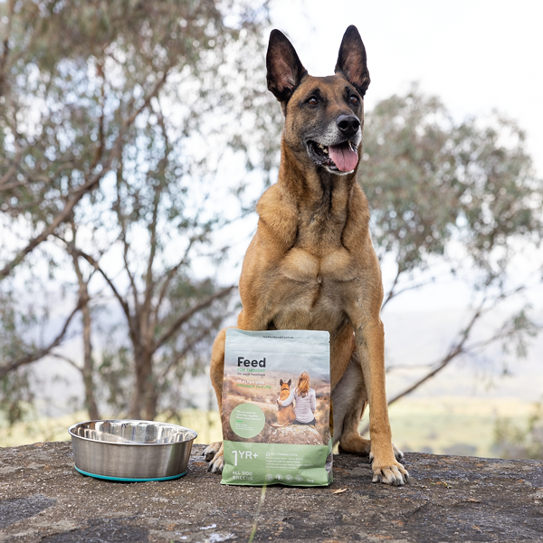 Dog sitting next to a 1kg bag of dog food and a bowl outdoors