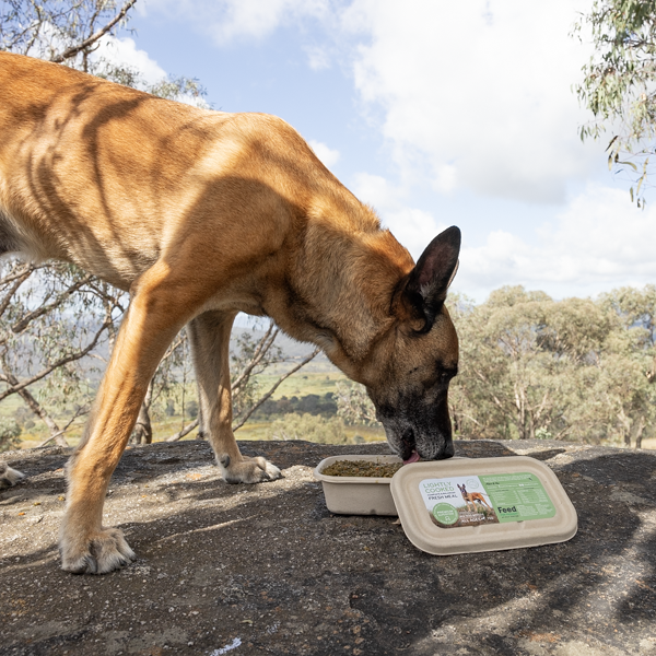 Dog eating sustainable hypoallergenic insect protein dog food outdoors from a Feed For Thought container