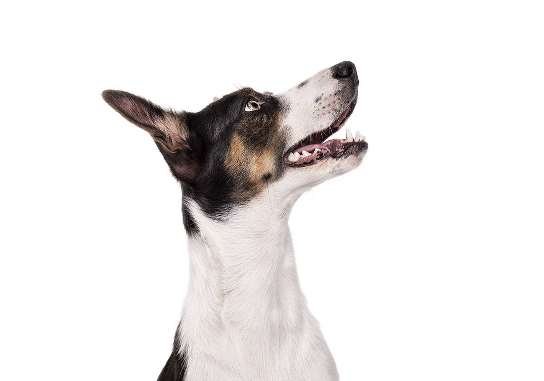 Head shot of a brown and white dog looking up to the right of the screen with excitement