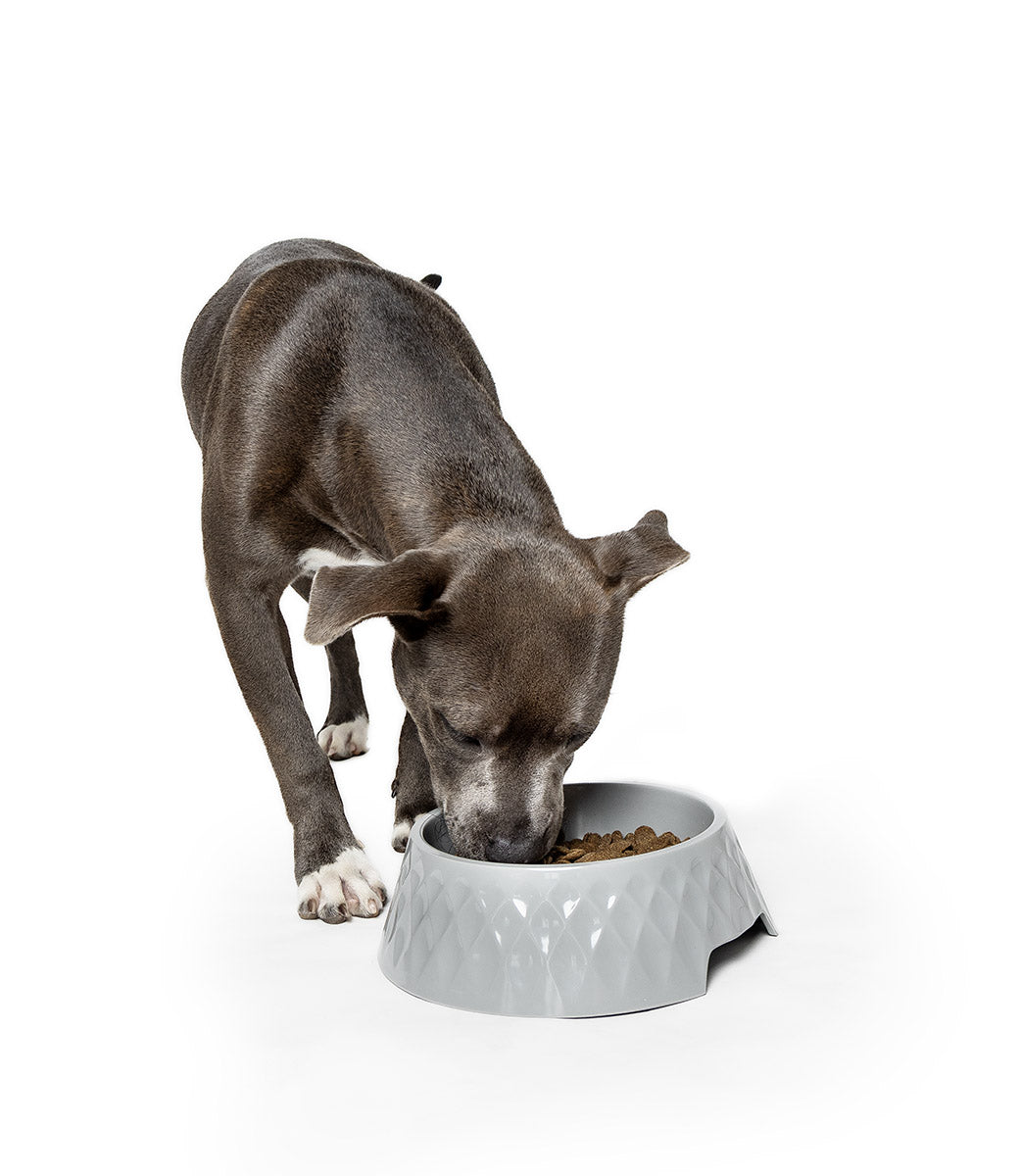 Is Your Dog Suffering From Food Allergies?