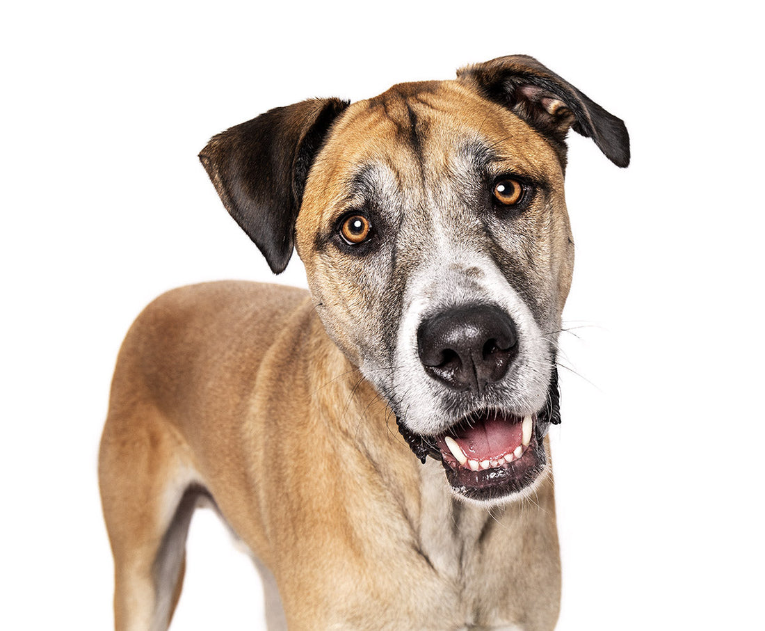 Short-haired brown and white dog looking at the camera with an alert, friendly expression