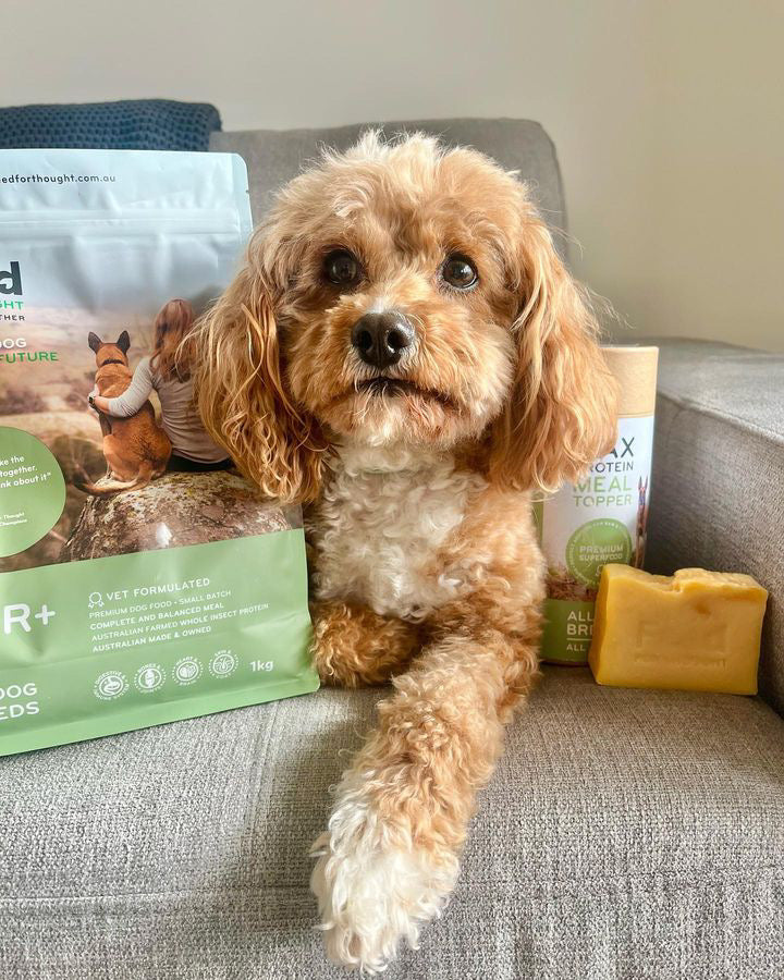 A Cavoodle rests on a couch next to a bag of Feed For Thought dog food and sustainable soap, highlighting an eco-conscious and healthy lifestyle for dogs.
