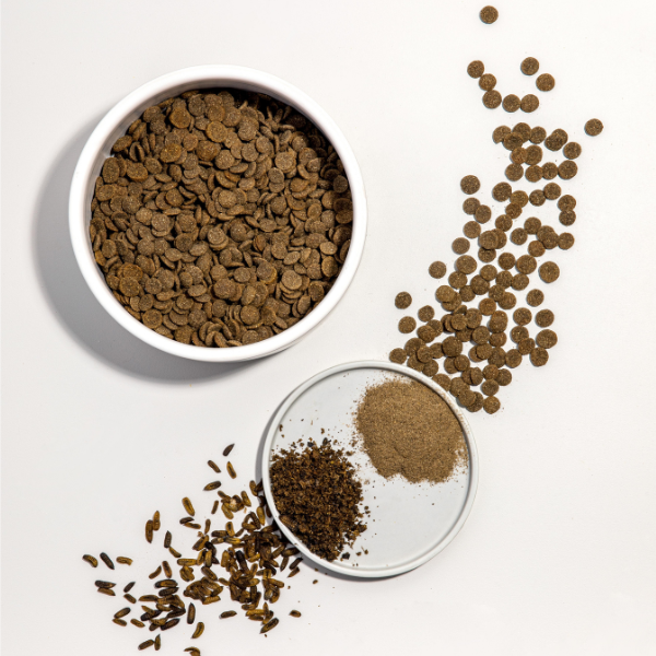 A bowl of dry dog food with a flat lay of the black soldier fly larvae as it is processed from full larvae to meal to dry dog food
