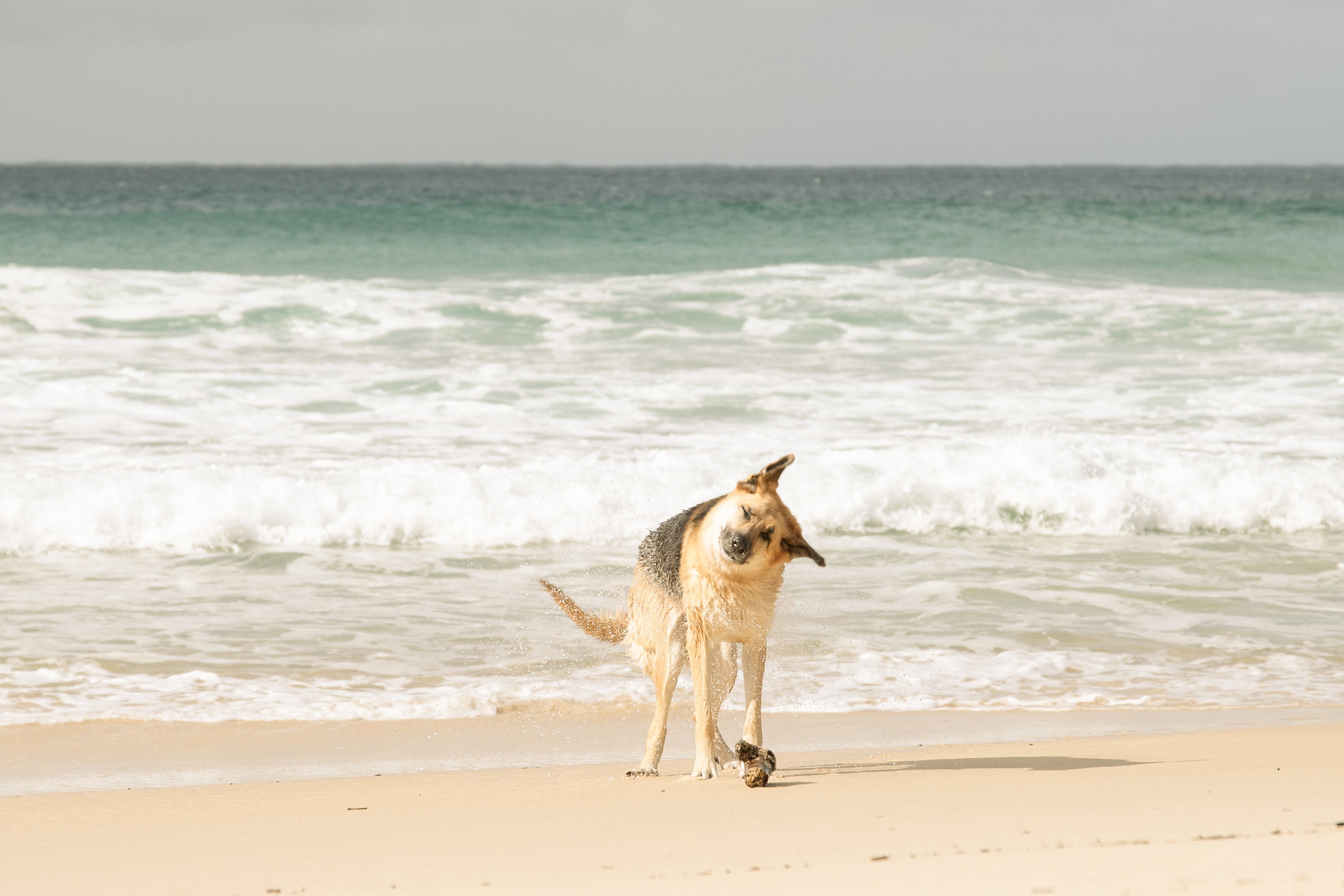 Dog shaking off water on a sandy beach after swimming in the ocean