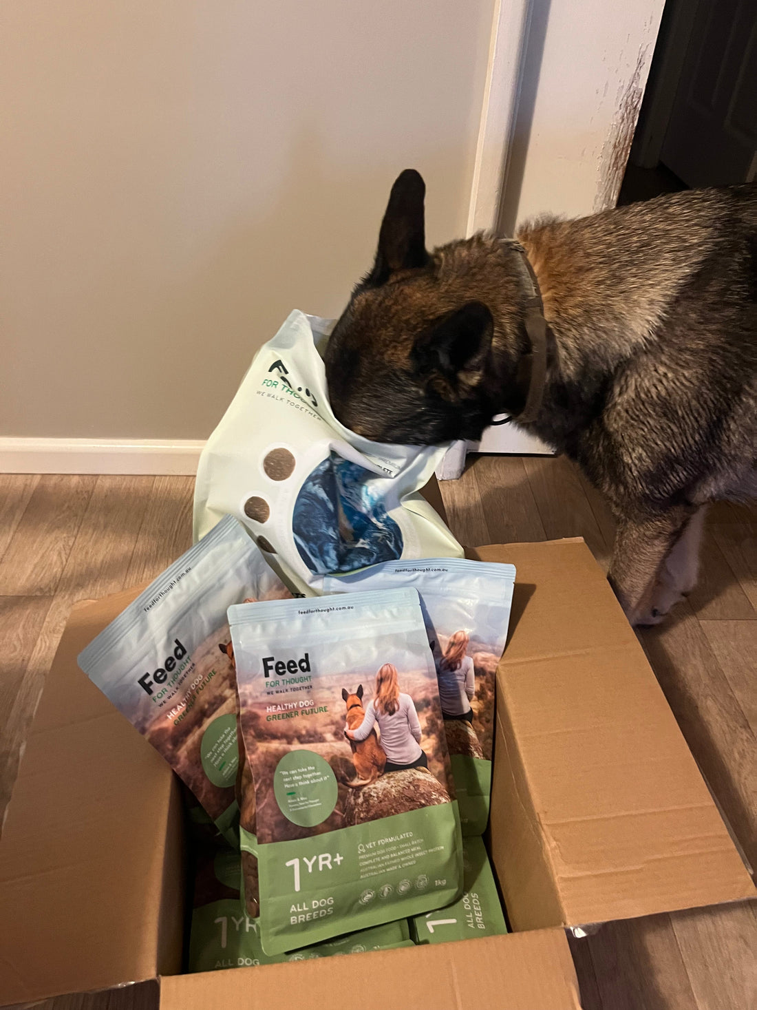 German shepherd dog with his nose in a bag of Feed For Thought Insect Protein Dog Food