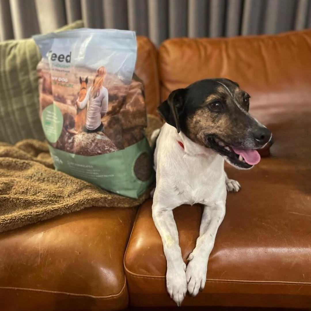 Small dog resting on a leather couch beside a bag of Feed For Thought sustainable dog food.