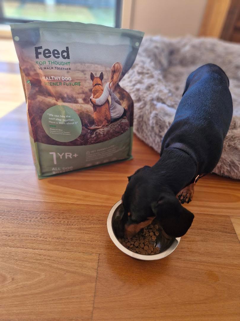 Dachshund eating Feed For Thought