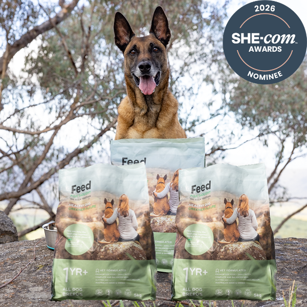 Insect Protein Dog Food: Novel Protein Diet