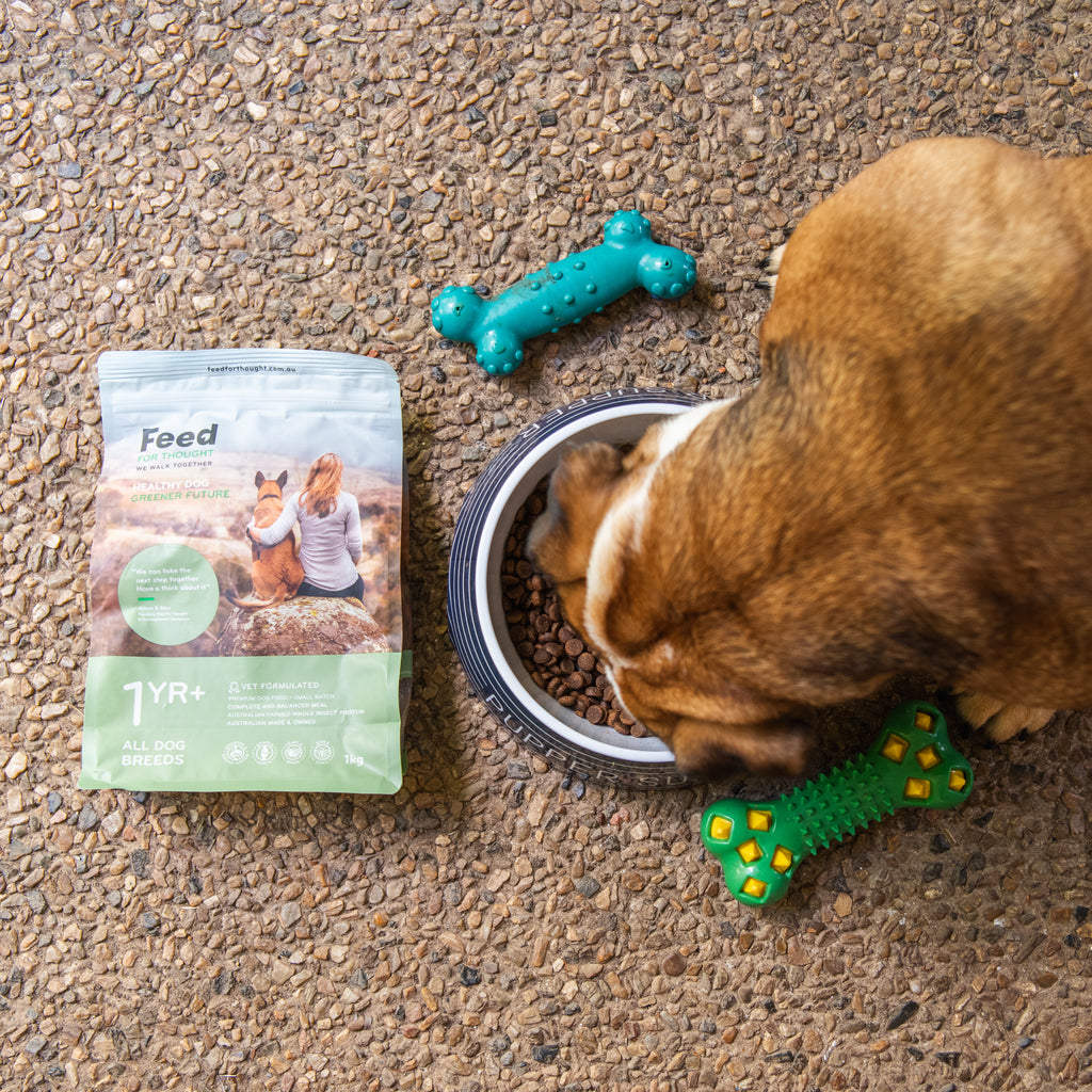 Dog eating from a bowl with toys and a package of Feed For Thought dog food on the ground.