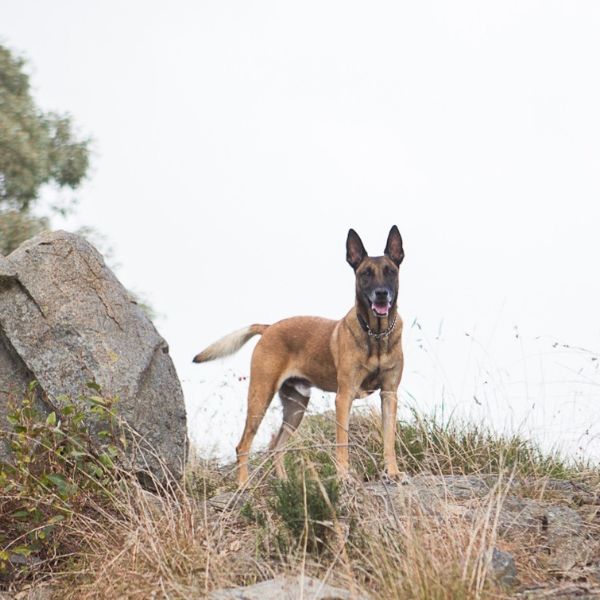 Dog standing on a rocky hillside with grass and a clear sky.