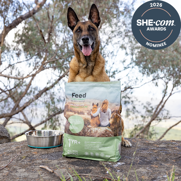 Insect Protein Dog Food: Novel Protein Diet