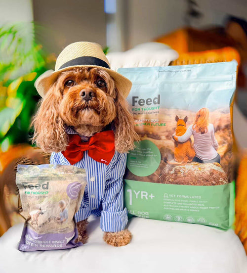 Dog in a hat and bow tie sitting next to bags of Feed For Thought Insect Protein Rewards and Vet Formulated Dog Food, all made in Australia