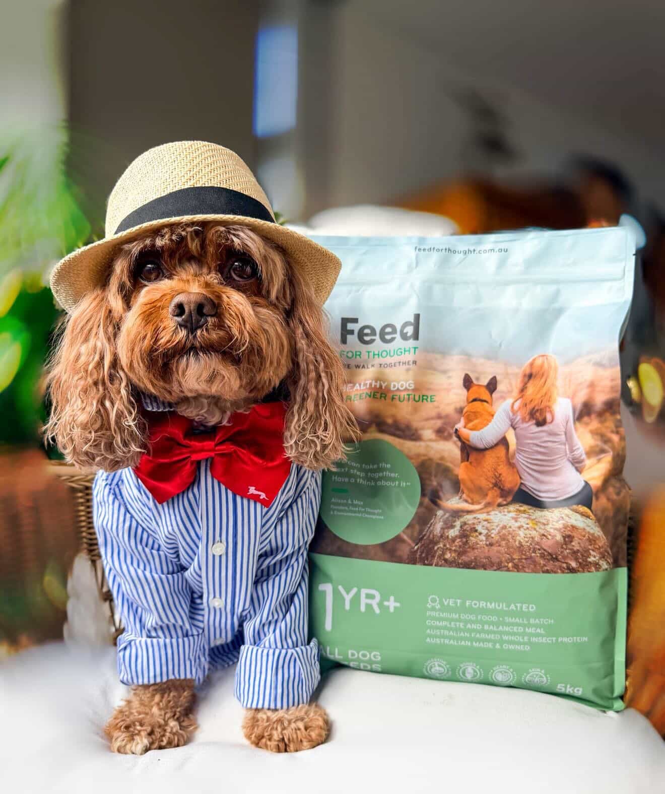 Dog with hat and bow tie and a bag of Australia's own vet formulated Feed For Thought