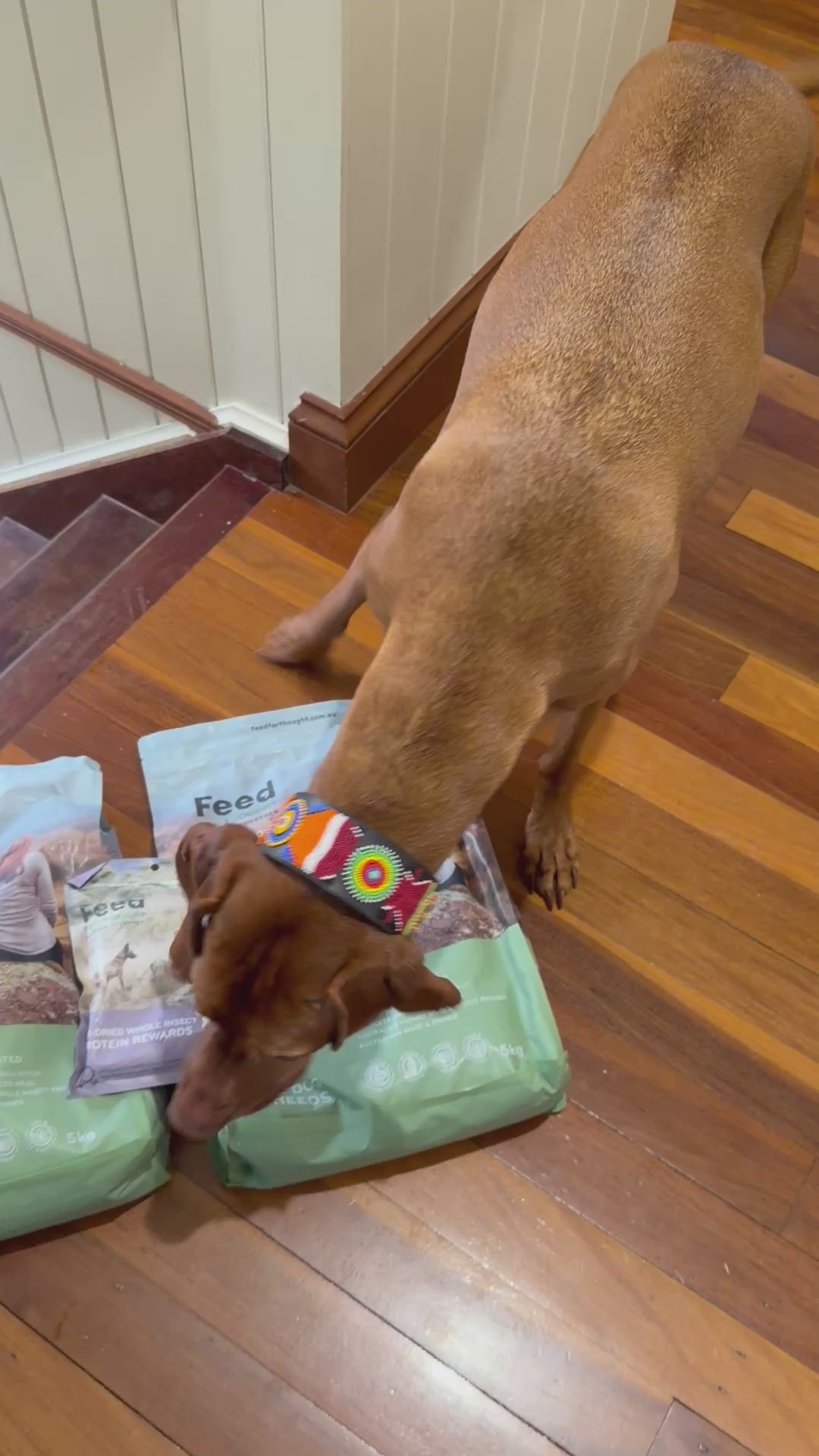 Viszla sniffing Feed For Thought Dog Food and Insect Protein rewards