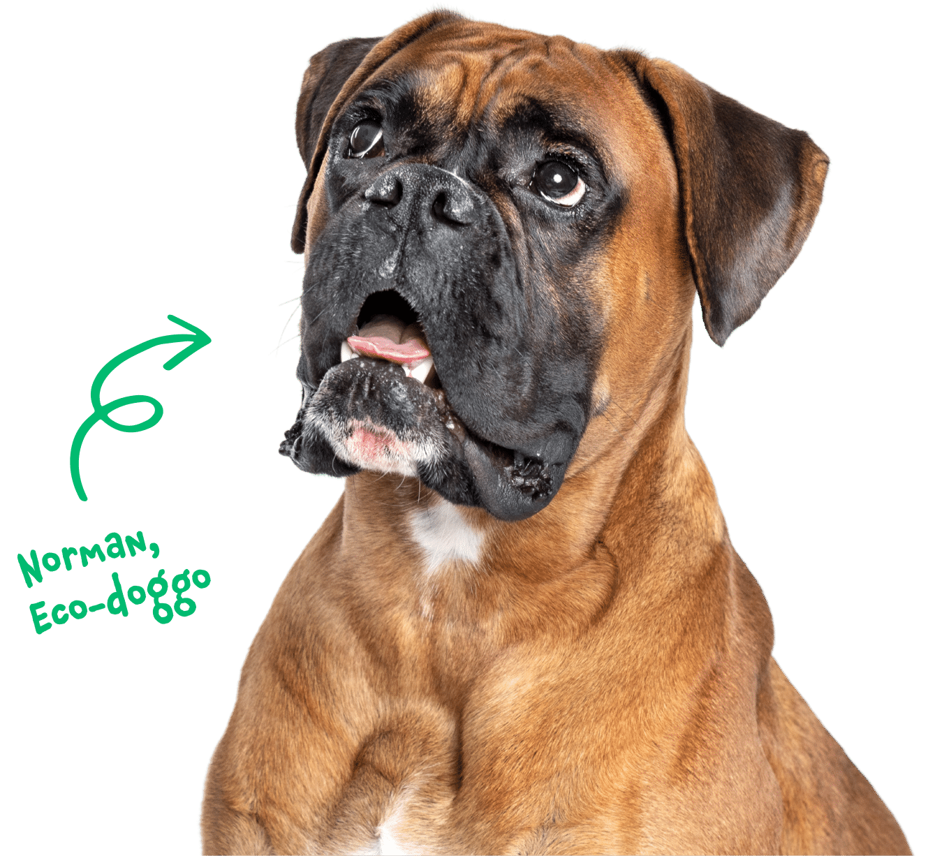 Norman, eco-doggo