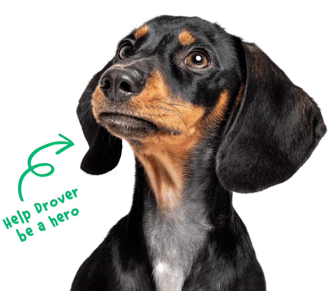 Drover the Dachshund - Help Drover be a hero!
