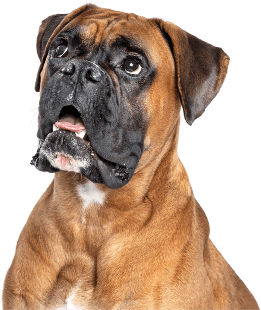 Norman, Boxer Dog