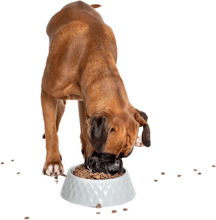 Norman, Boxer Dog eating sustainable dog food