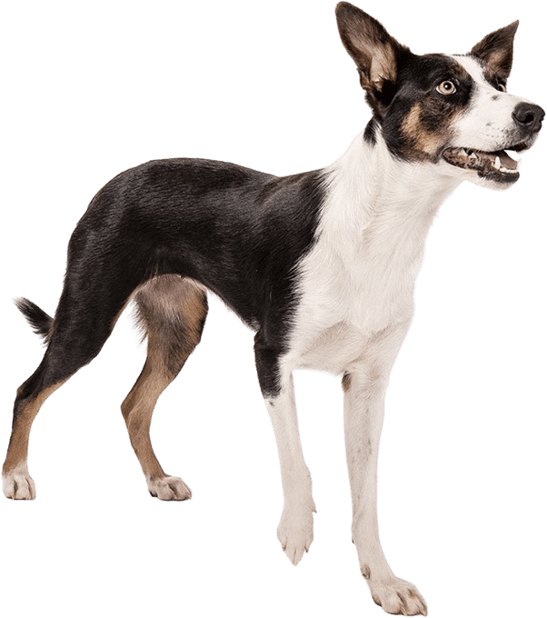 Tail waggy Taser - Beautiful doggo looking up