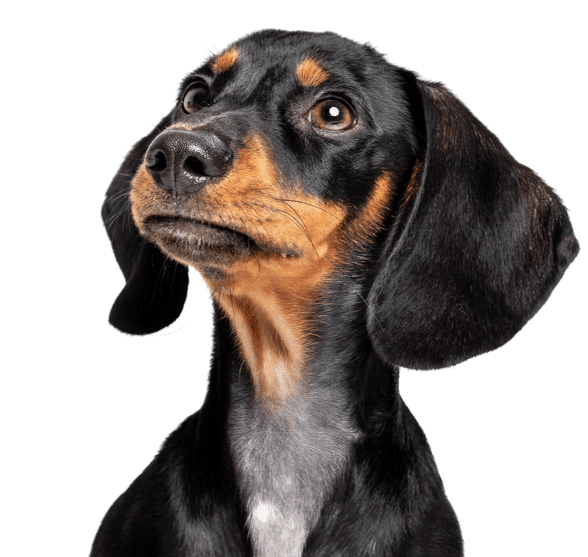 Headshot of Drover the dachshund