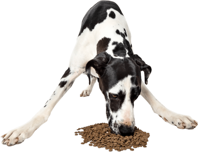 Large black and white Great Dane happily eating Feed For Thought dog food