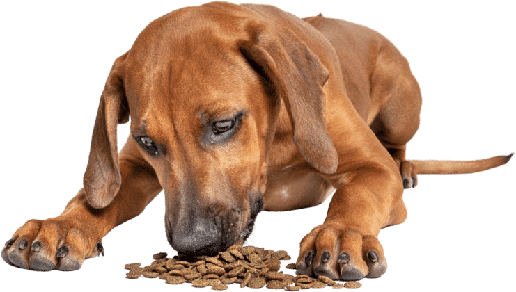 Glossy brown ridgeback eating feed for thought carbon neutral dog biscuits