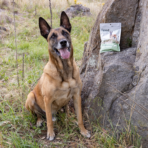 Malinois Max sitting next to a rock with a bag of meal topper