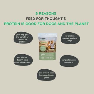 5 reasons Feed For Thought is good for dogs and the planter