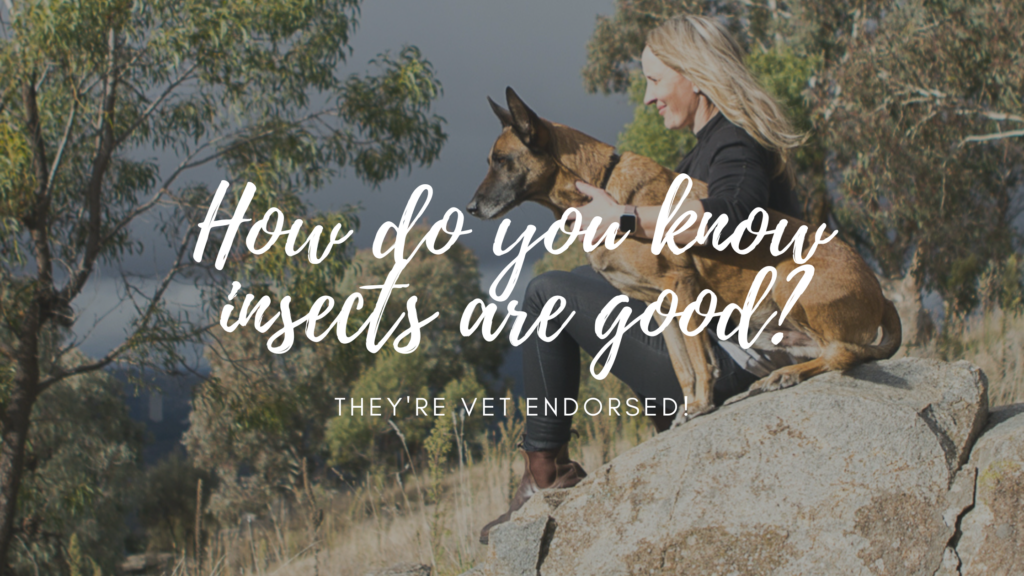 Image of founder and dog sitting on a rock in the bush, looking out. The image has the text over the top 'how do you know insects are good?' then 'they're vet endorsed'
