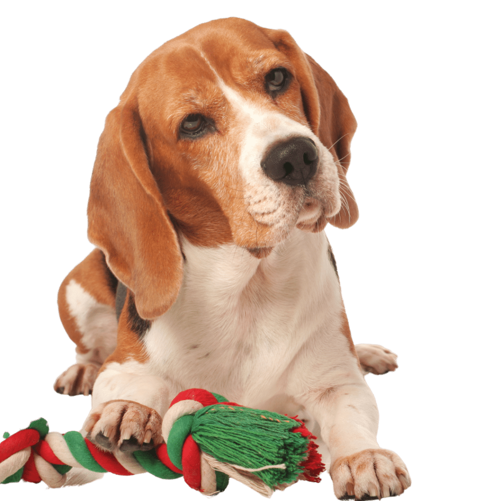 Beagle dog with tug toy