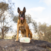 Malinois Max with fresh food container on a rock