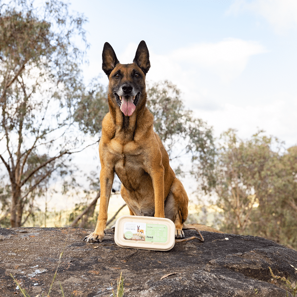 Malinois Max with fresh food container on a rock